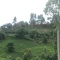 paula chege